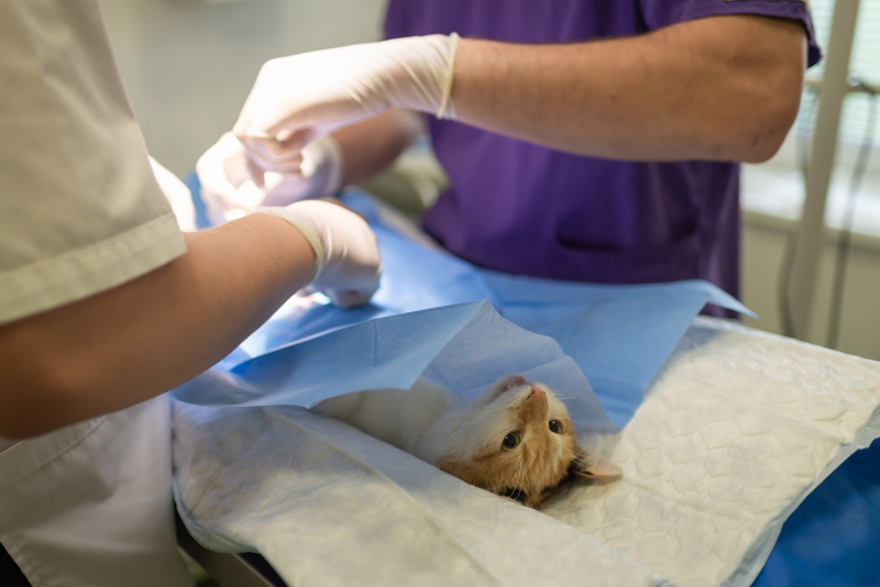 veterinaire-LA GARDE-min_health-4385852